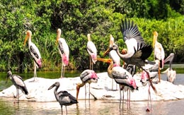 mangalavanam-bird-sanctuary