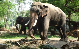 elephant-camp-guruvayur