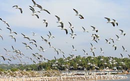 kadalundi-bird-sanctuary-kozhikode