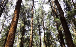 pine-forest-vagamon