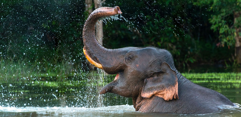 A male Asian elephant is enjoying bathing.