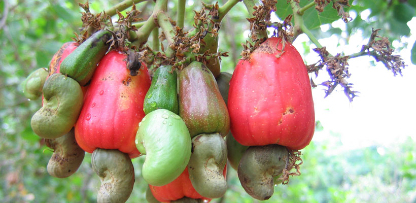 Cashew fruits