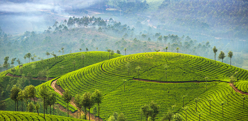 A spectacular view of Munnar tea plantions in Kerala