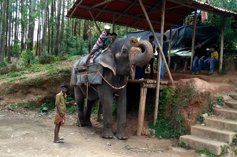 minute-elephant-ride