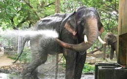 kodanad-elephant-training-centre