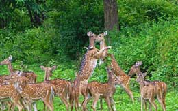 muthanga-wildlife-sanctuary-wayanad